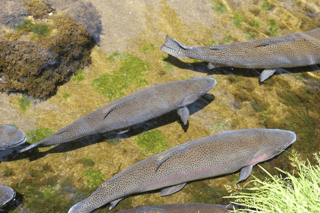 Fish in aquatic habitat